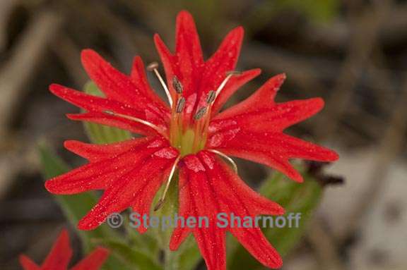 silene laciniata ssp californica 7 graphic